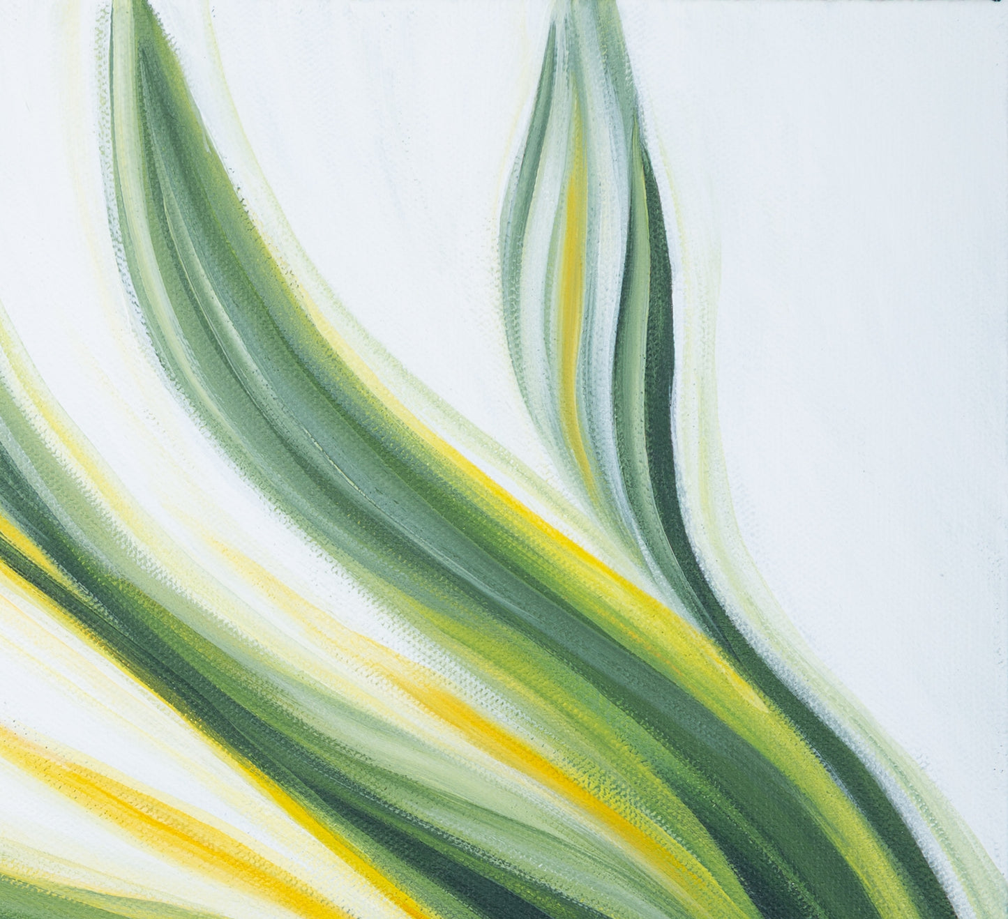 Peace Lily